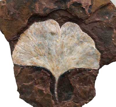 ancient plant fossils
