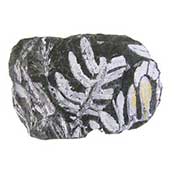 Coal Fern Fossil