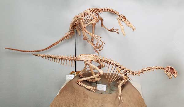 velociraptor skeleton