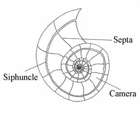 Parties d'une ammonite