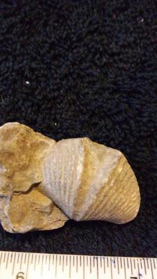 Brachiopod